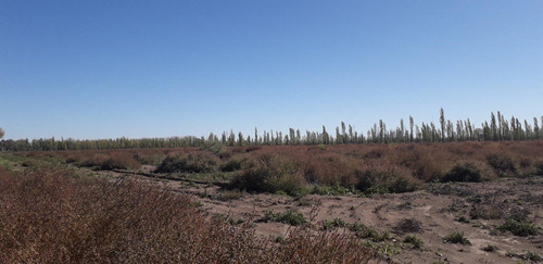 Imagen 6 de 17 de Atencion Inversores Ideal Feedlot, Viñedos, Ajos, Pasturas, Duraznos. Muy Buen Agua
