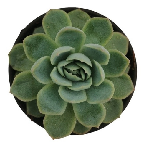 Echeveria Elegans 15 Pzas