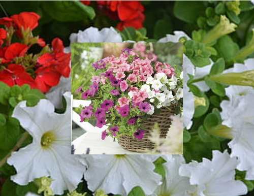 100 Semillas De Flores Petunia Enana Colores Variada | Meses sin intereses