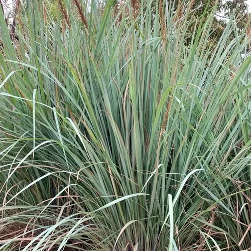 Paspalum Haumanii ! Gramineas Nativas, Gigantes !!!