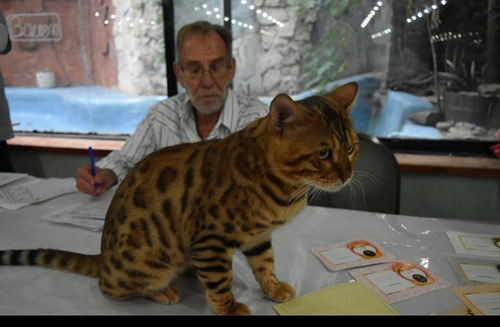 Bengal Gatitos Rosetados  