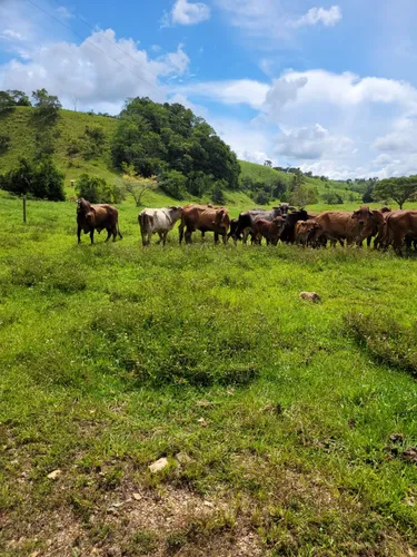 Se Vende Finca Ganadera En Doradal