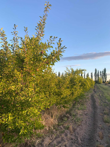 Finca 12,hectáreas,6hs Ciruela,5 Durazno De Fabrica