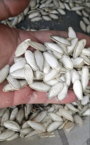 Semilla De Calabaza De Guía Redonda 1 Kg Para Sembrar