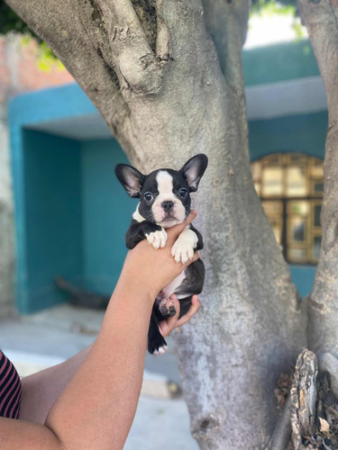 Bulldog Francés Cachorritos