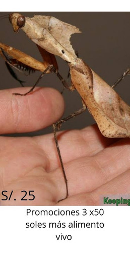 Mascotas Exóticas, Mantis Religiosa 