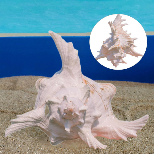 Adorno De Concha De Caracol Para Acuario, 17 A 19 Cm