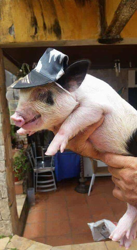 Mini Pig Micro Porco