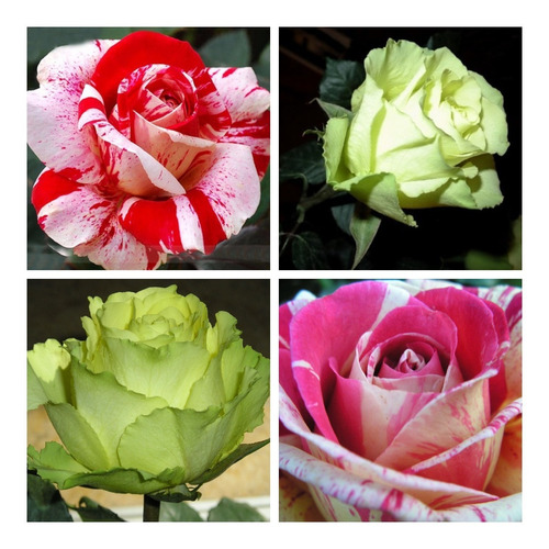 Rosas Especiais ( 4 Mudas ) 