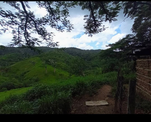 Imagen 17 de 30 de Vendo Finca En Tocuyito Vía Cachinche ( Dt )