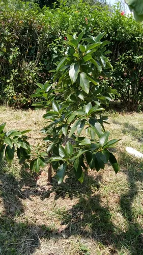 Vendo Hermoso Lote En Conjunto Cerrado En Silvania, Cundinamarca