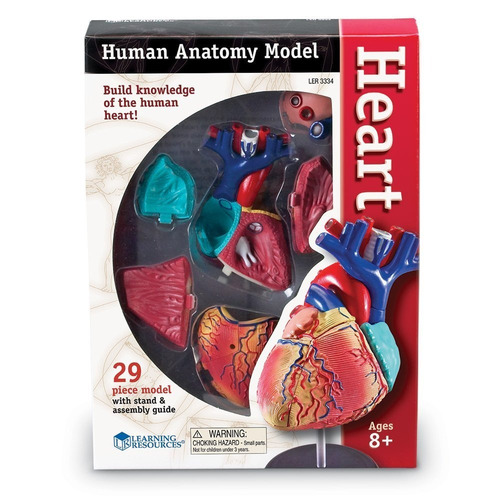 Modelo Corazón Humano Anatomía Figura Juego Didáctico 29 Pzs