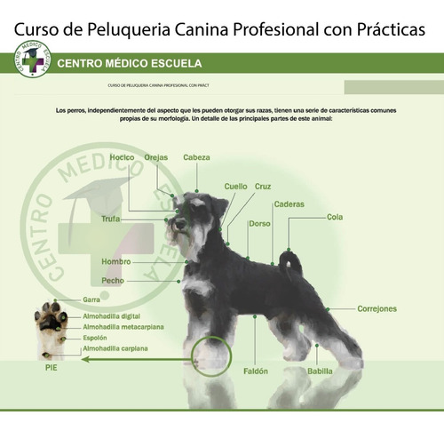 Imagen 3 de 4 de Curso De Peluqueria Canina Profesional.centro Médico Escuela