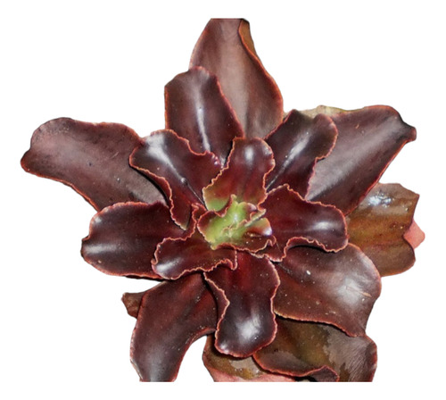 20 Semillas Echeveria Chocolate + Guía Cultivo + Sustrato 