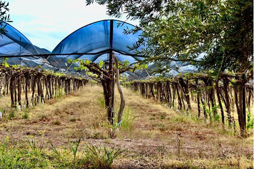 Greenwood Vende Inmaculada Finca En El Departamento De San Martin, Tres Porteña.