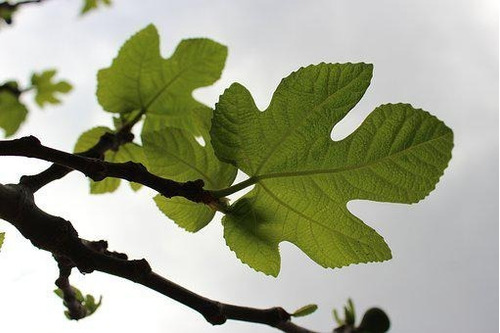Kit 5 Paq C/20 Sobres De Té Orgánico De Hoja De Higuera