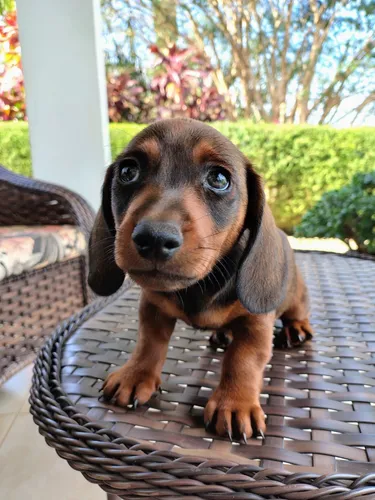 Filhote Dachshund Macho (mini)