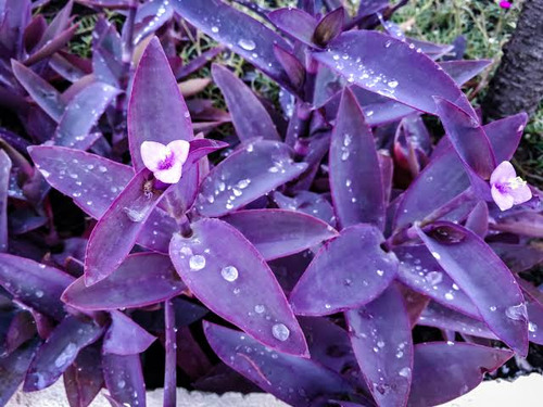 30 Mudas Setecresia (trapoeraba Roxa) - Graúdas 20cm Altura
