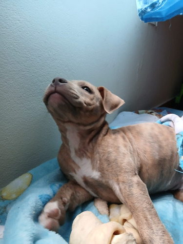 Cachorra Pitbull 60 Dias