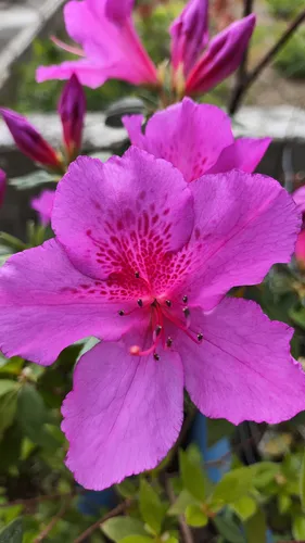 Azalea Fucsia !!! Una Floración Que Enamora!!!