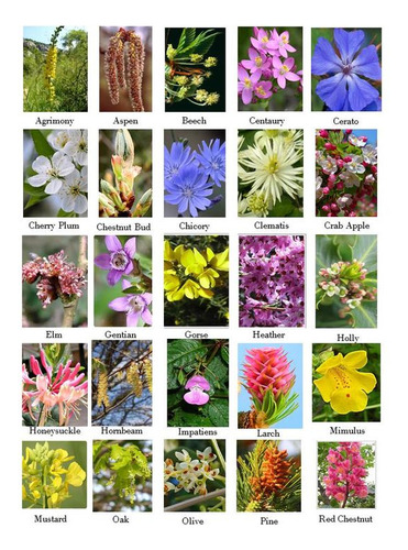 Holly 15ml Flores De Bach Sin Diluir Enojo Celos Envidia