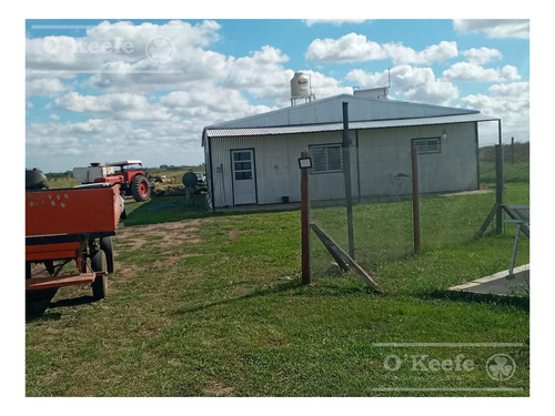 Imagen 16 de 26 de Chacra En Venta En San Nicolas De Los Arroyos - Plantación De Nuez Pecan En Producción