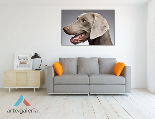 Cuadro Moderno Canvas, Adorable Perro Weimaraner 