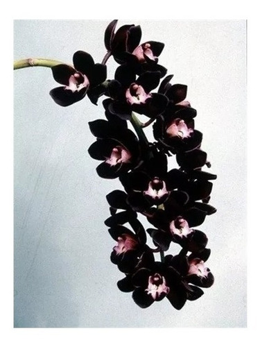 Orquídea Negra Cymbidium Kiwi Midnight Muda Pequena | Parcelamento sem juros