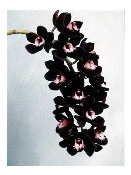 Orquídea Negra Cymbidium Kiwi Midnight * Adulta * | MercadoLivre