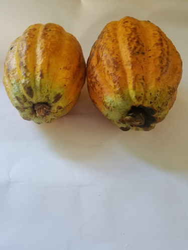 Cacao Orgánico Tostado En Horno De Leña Y Triturado 150g X 4