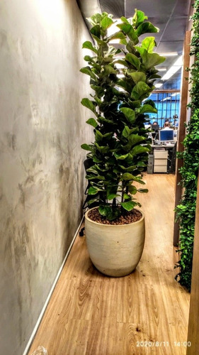 Imagem 4 de 5 de Serviços Completo De Jardinagem Com Ótimos Preços