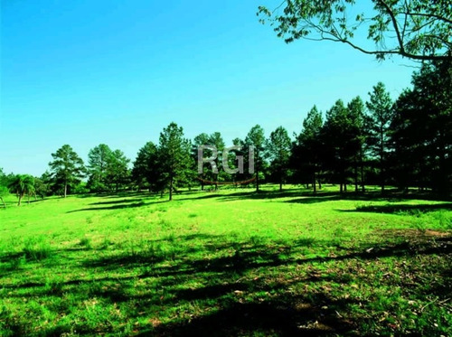 Terreno Em Vila Nova - Mf20888