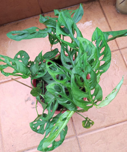 Planta Philodendron Peruviano Monstera Potus Deco Interior