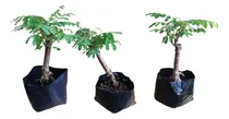 Comprar Arbolito Para Bonsai Framboyan \u002F Tabachin Costo Por Pieza