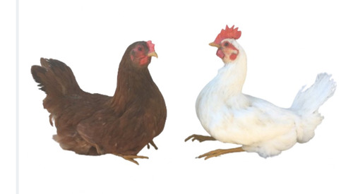 Animales Disecados 100 % Artificiales Gallina