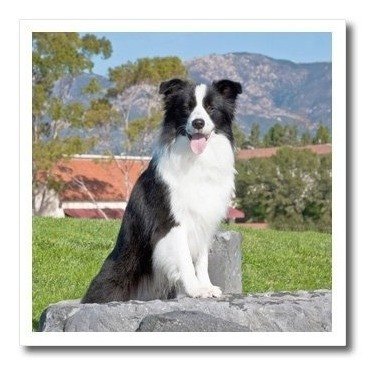 Imagen 1 de 2 de 3drose Ht_88810_3 Un Border Collie Dogus05 Zmu0141zandria
