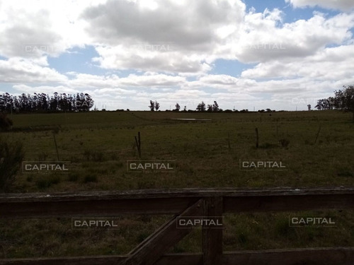Imagen 6 de 19 de Chacra En Venta De 5 Hectáreas Con Tajamar Y Casa - San Carlos San Carlos