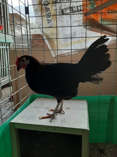 Gallina Negra Imbriding Elo Morales S/1000