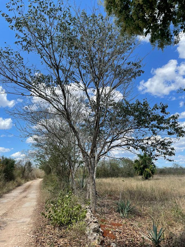 Terreno En Opichen Sobre Carretera Muna-maxcanu