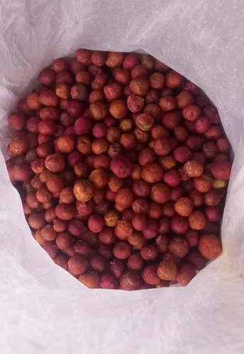 Semilla De Eugenia Kit Para 128 Plantas Cerca Viva