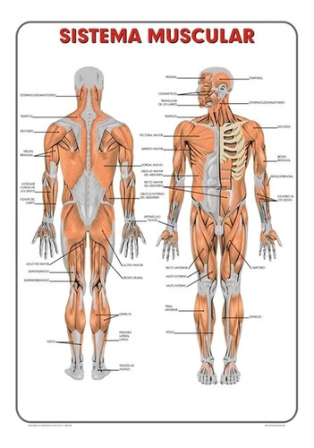 Lámina Mural Plastificado Sistema Muscular 90x130 Cm