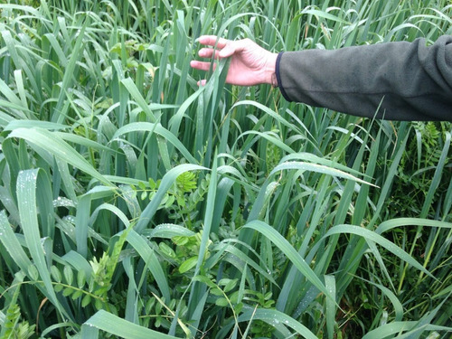 1 Kilo De Semillas Pasto Forrajero Para Clima Frio Y Sombras