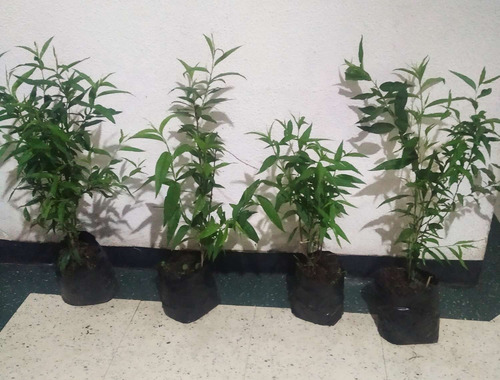 Plantas De Durazno