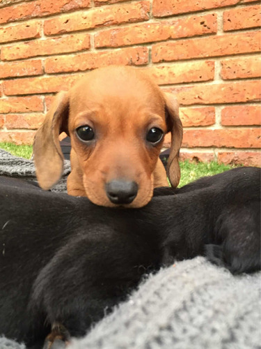 Preciosos Salchicha Miniatura Dachshund