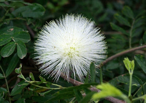 Muda De Calliandra Haematocephala Branca Para Bonsai