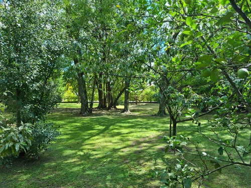 Imagen 4 de 5 de Espectacular Lote Central 735 M2 Arbolado - Ultimo Lote