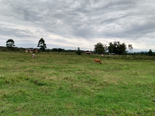 Chácara 20.000 M² - Passo Dos Pachecos - Glorinha - Rs - 2134 - 33951871