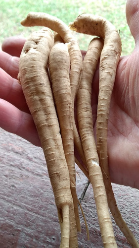 2 Mudas De Ginseng Pfaffia Glomerata Orgânica