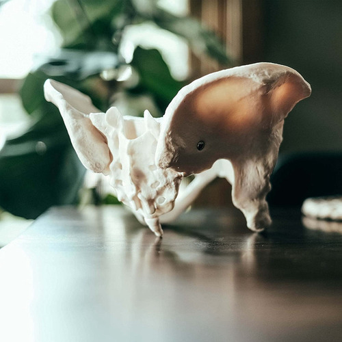 Modelo De Pelvis Femenina De Tamaño Natural, Modelo De Cader