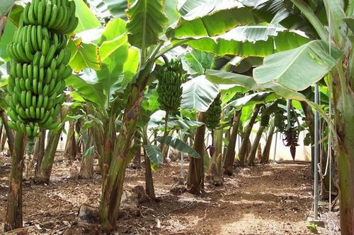 Platano Roatan, Castilla, Manzano, Morado, Dominico, Plantas